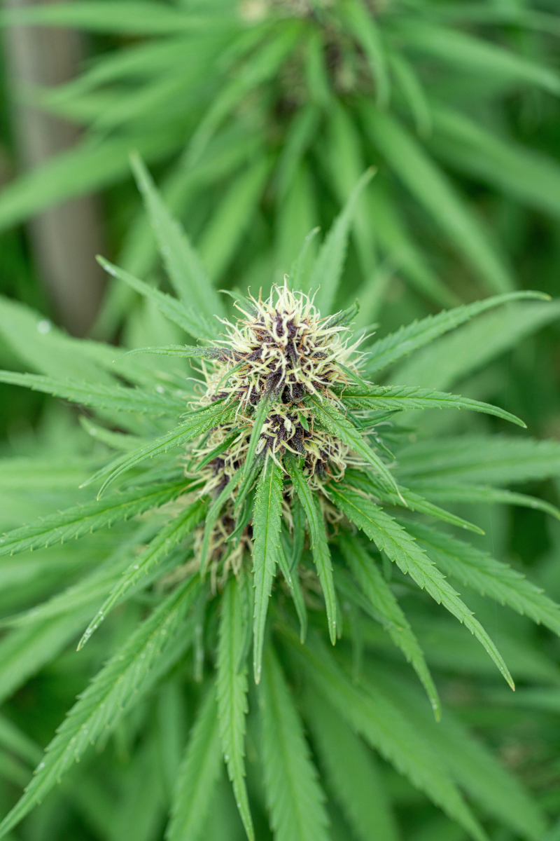 Potentially Prolonged: Cannabis License Approval Hold-ups