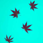 Breaking Barriers: Pioneering Diversity in Cannabis Ownership