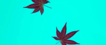 Breaking Barriers: Pioneering Diversity in Cannabis Ownership