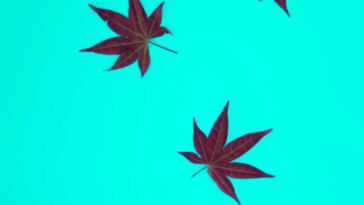 Breaking Barriers: Pioneering Diversity in Cannabis Ownership