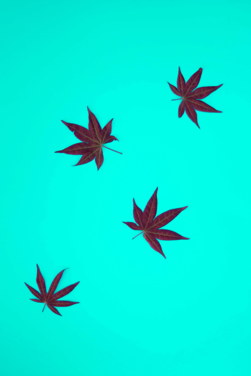 Breaking Barriers: Pioneering Diversity in Cannabis Ownership