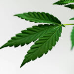 Soothing Salves: Using Cannabis Topicals for Pain Relief