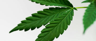 Soothing Salves: Using Cannabis Topicals for Pain Relief