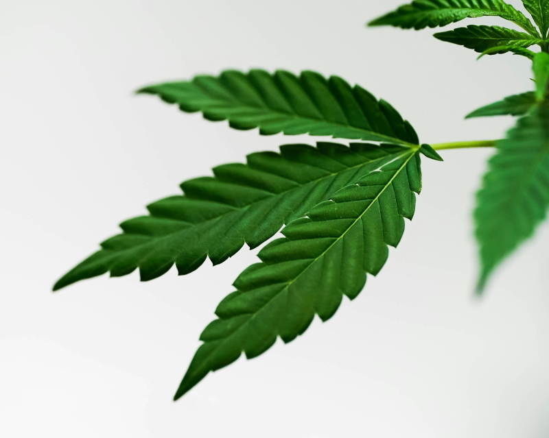 Soothing Salves: Using Cannabis Topicals for Pain Relief
