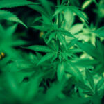 Unveiling the Potential of Cannabis as a Chronic Pain Reliever