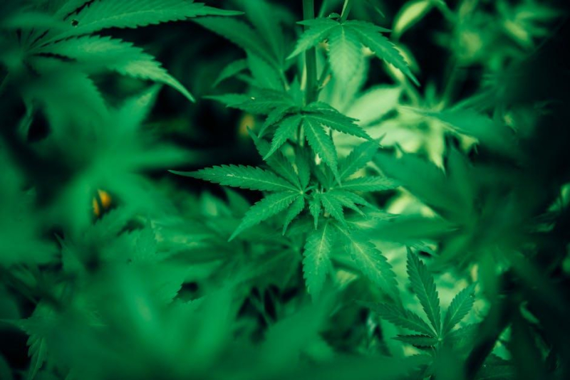Unveiling the Potential of Cannabis as a Chronic Pain Reliever