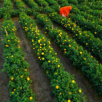 Natural Pesticide-Free Tips for Growing Cannabis