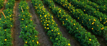 Natural Pesticide-Free Tips for Growing Cannabis