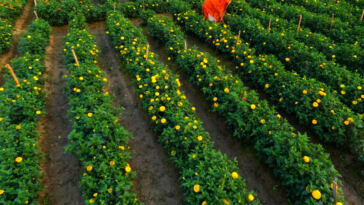 Natural Pesticide-Free Tips for Growing Cannabis