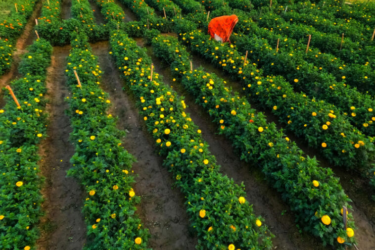 Natural Pesticide-Free Tips for Growing Cannabis