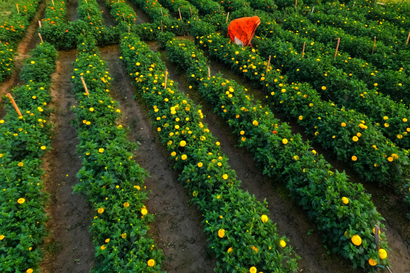 Natural Pesticide-Free Tips for Growing Cannabis