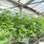 Green Thumbs: Growing Support for Home Cannabis Cultivation
