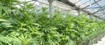 Green Thumbs: Growing Support for Home Cannabis Cultivation