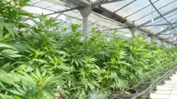 Green Thumbs: Growing Support for Home Cannabis Cultivation
