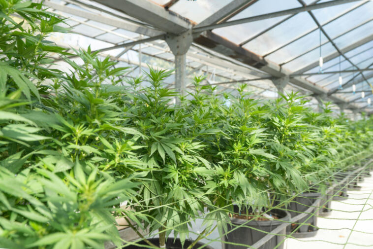 Green Thumbs: Growing Support for Home Cannabis Cultivation