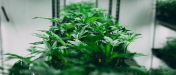 The Tiny Dose That Packs a Punch: Microdosing THC for Pain Relief