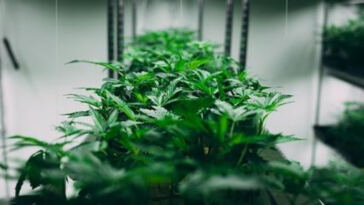 The Tiny Dose That Packs a Punch: Microdosing THC for Pain Relief