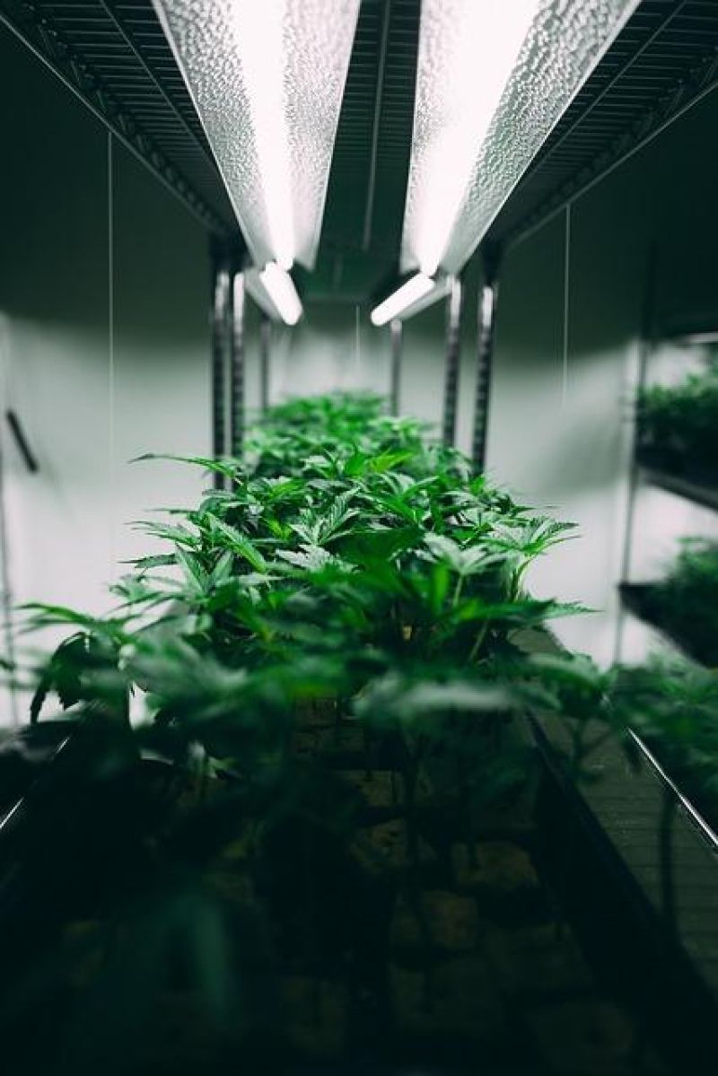 The Tiny Dose That Packs a Punch: Microdosing THC for Pain Relief
