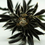 Discover The Top Rare Heirloom Strains