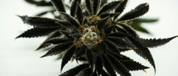 Discover The Top Rare Heirloom Strains
