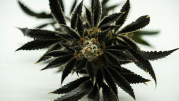 Discover The Top Rare Heirloom Strains