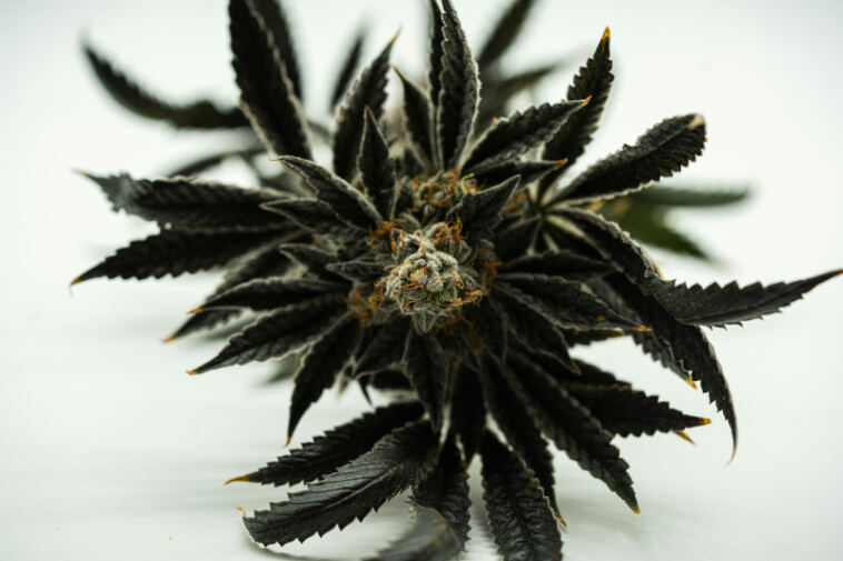 Discover The Top Rare Heirloom Strains