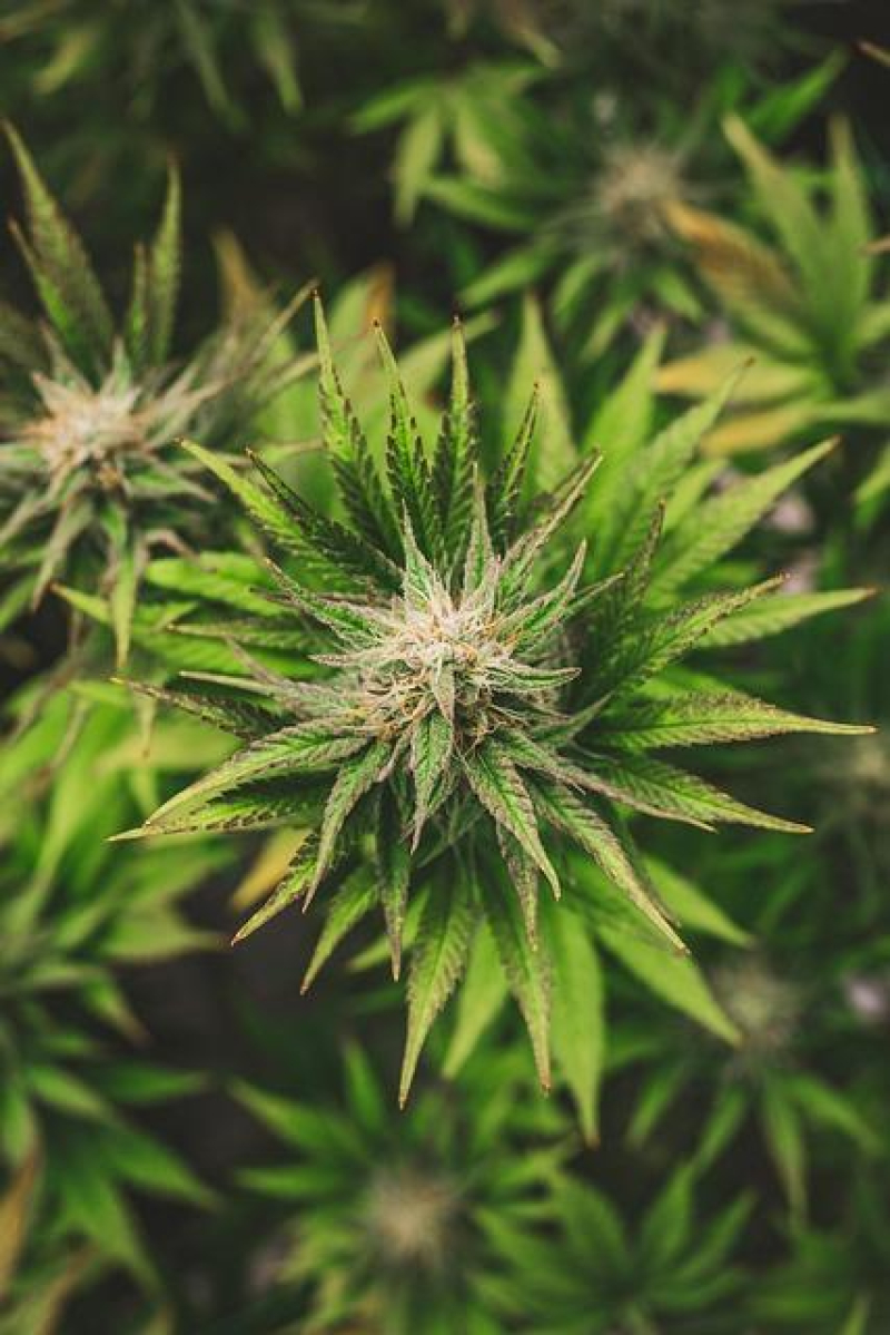 Cannabis Considerations for Older Adults