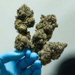 Nutritional Necessities: Fueling Growth in Cannabis Cultivation