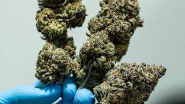 Nutritional Necessities: Fueling Growth in Cannabis Cultivation