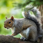 The Perfect Blend: Everyday Benefits of Balanced Hybrids