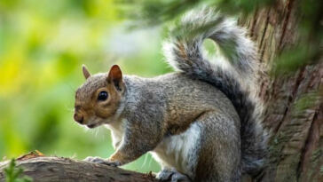 The Perfect Blend: Everyday Benefits of Balanced Hybrids