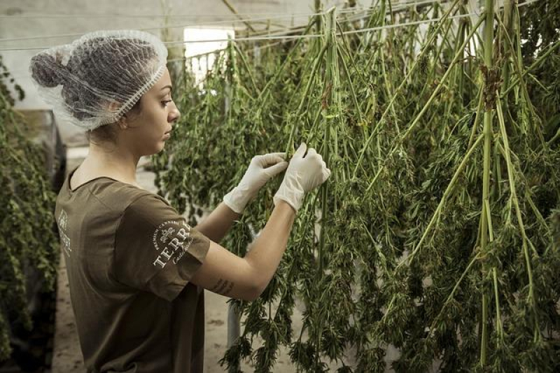 Decoding Hemp Oil vs CBD Oil: Unveiling the Key Differences