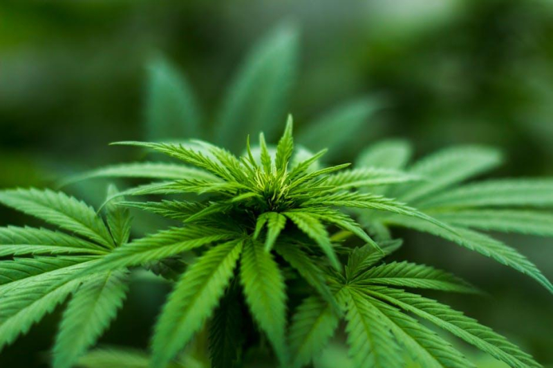 Sleep Better: CBD’s Natural Insomnia Relief