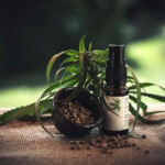 CBD Chronicles: The Best Products Revealed