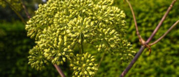 Unveiling the Flavorful Influence: Terpenes in Cannabis Edibles