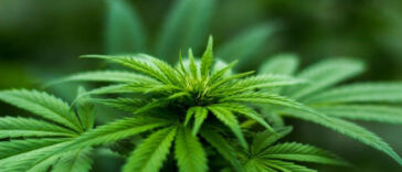 High Hopes: The Potential Impact of Federal Rescheduling of Cannabis