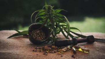 CBD Gummies vs. Oils: The Ultimate Comparison Showdown