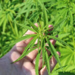 Mastering the Art of Cloning Cannabis Plants