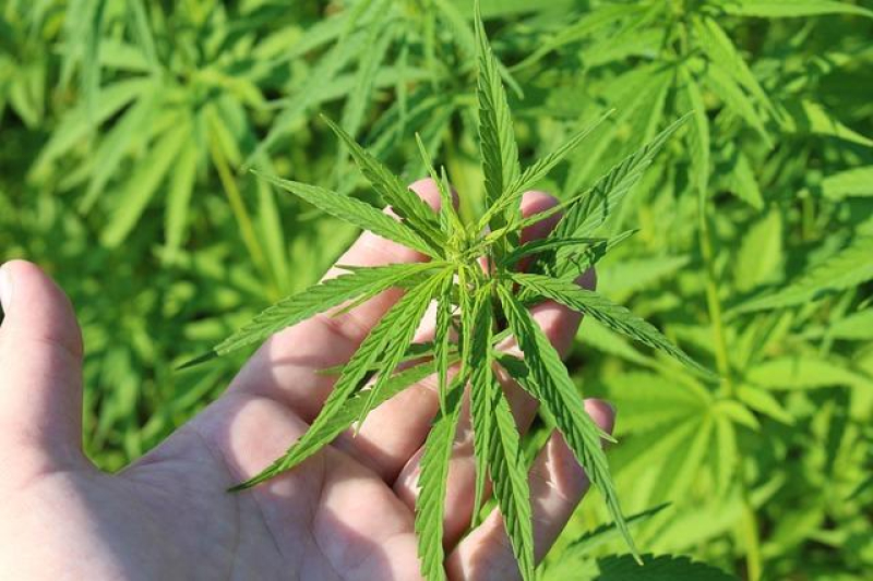 Mastering the Art of Cloning Cannabis Plants