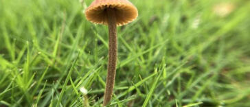 Blissful Bud: Elevating Your Mood with Euphoric Strains