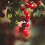 Maximizing Your Outdoor Cannabis Harvest