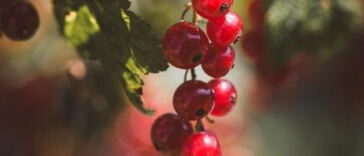 Maximizing Your Outdoor Cannabis Harvest