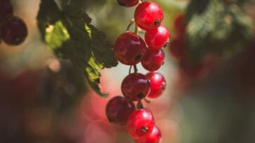 Maximizing Your Outdoor Cannabis Harvest