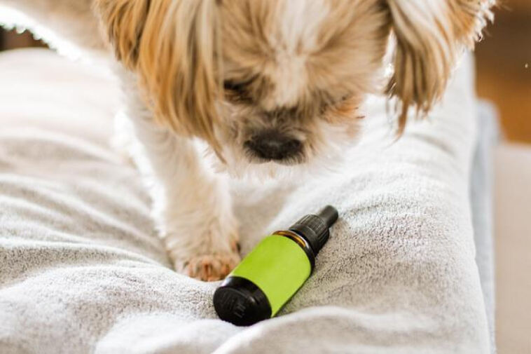 The Healing Power of CBD for Aging Canines
