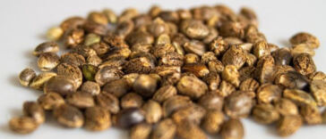 High Times: Elevating Relaxation with Cannabis