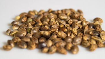 High Times: Elevating Relaxation with Cannabis