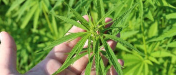 Uncovering the Secrets: Cannabis Lobbyist Probes