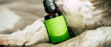 Unlock Your Glow: CBD Beauty Essentials