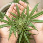 Cultivating Inclusivity: Social Equity in Cannabis