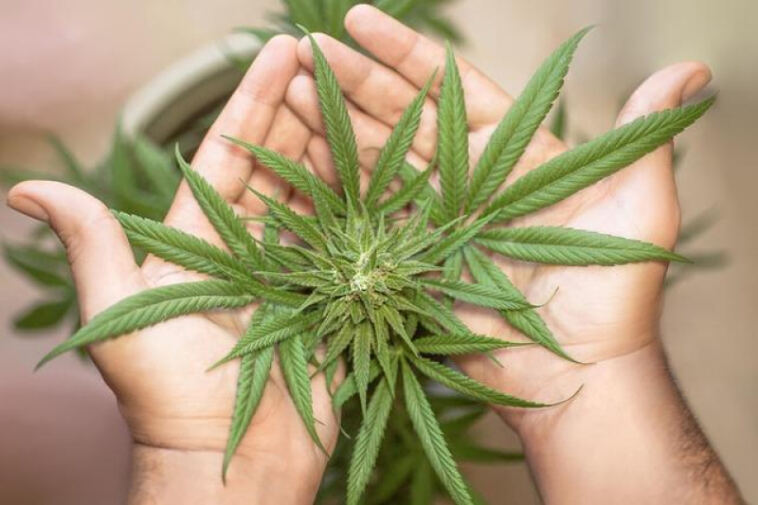 Cultivating Inclusivity: Social Equity in Cannabis